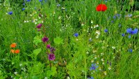 5 inheemse planten die je tuin in april nodig heeft