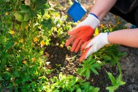 Plant nu je bloembollen voor een kleurrijke tuin in april