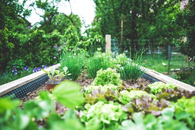 Je eerste moestuin aanleggen zonder het fout te doen